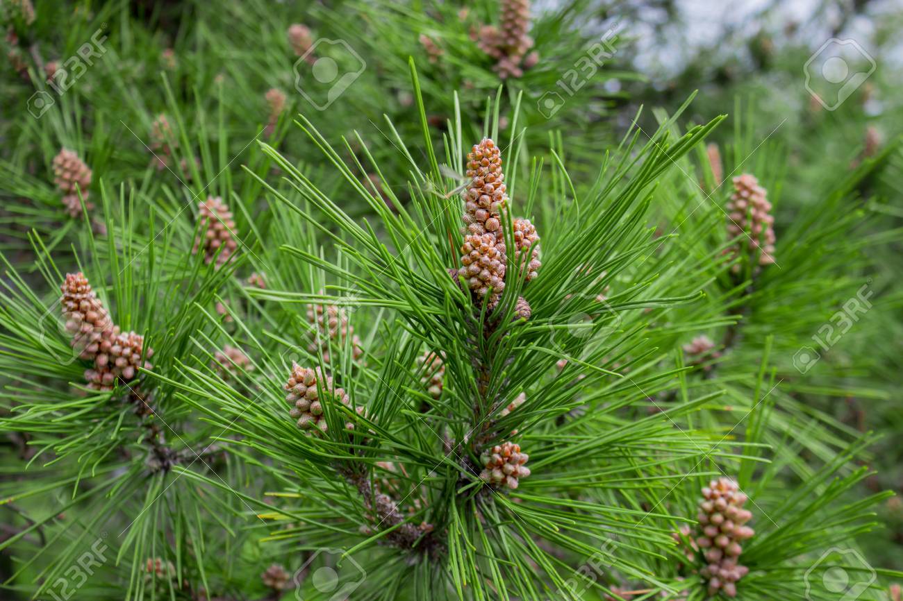 Pinus sylvestris 40-60cm 3lt